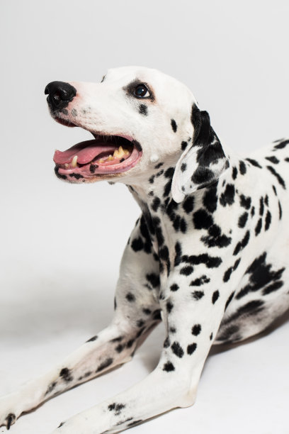 dalmatian