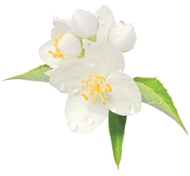 jasmine