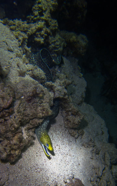moray