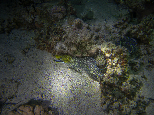 moray