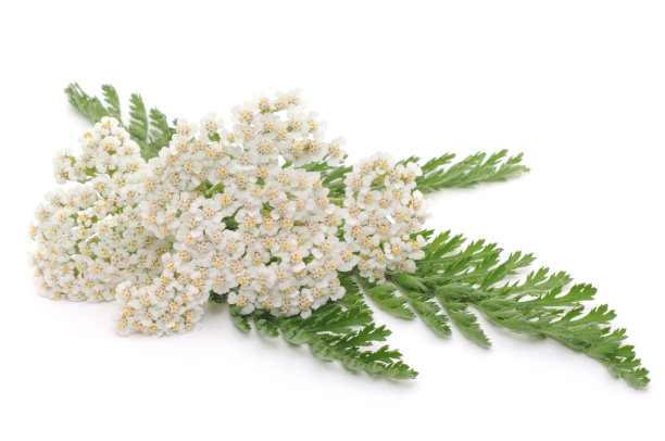 achillea