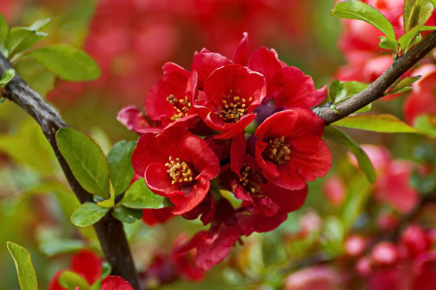 chaenomeles