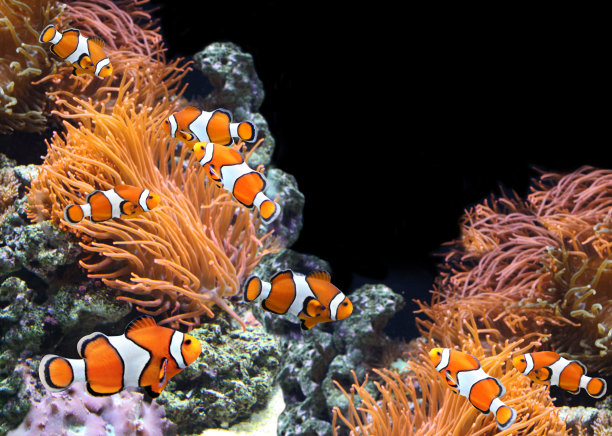 anemonefish