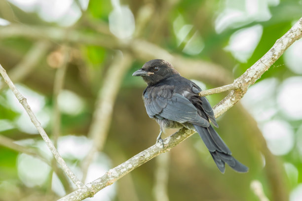 drongo