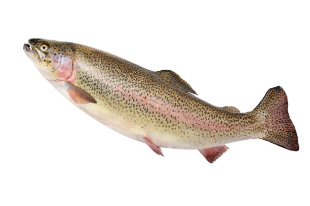 salmo