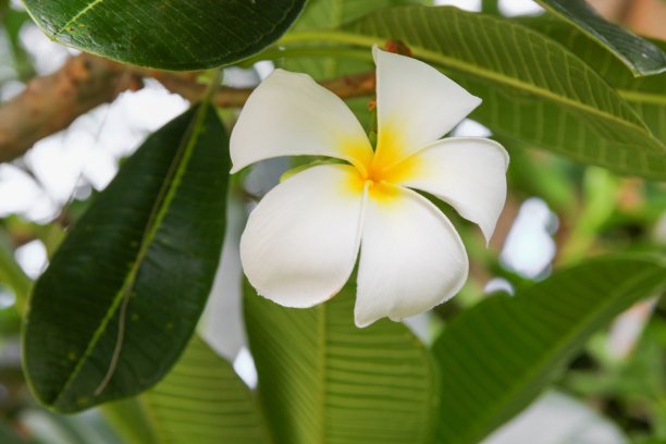栀子花装饰背景花卉