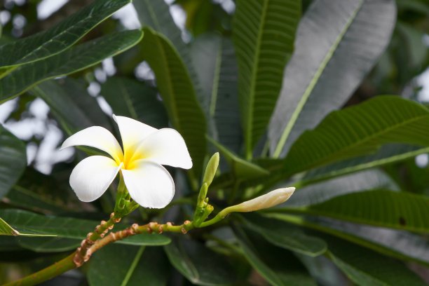 栀子花装饰背景花卉