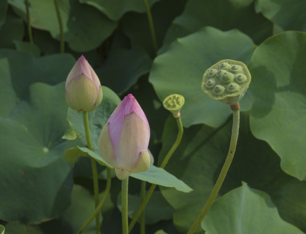 荷花莲子夏至夏天