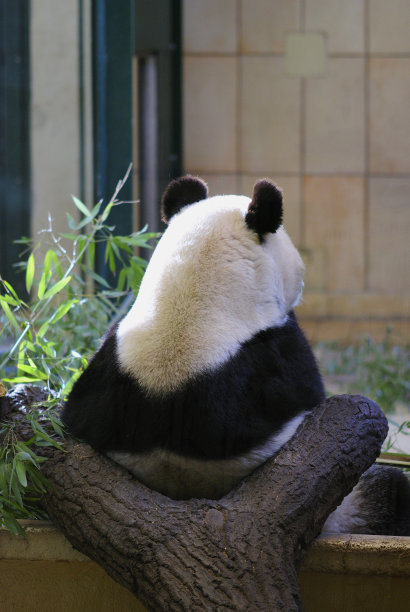 大熊猫的背影
