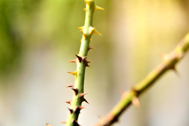 prickly