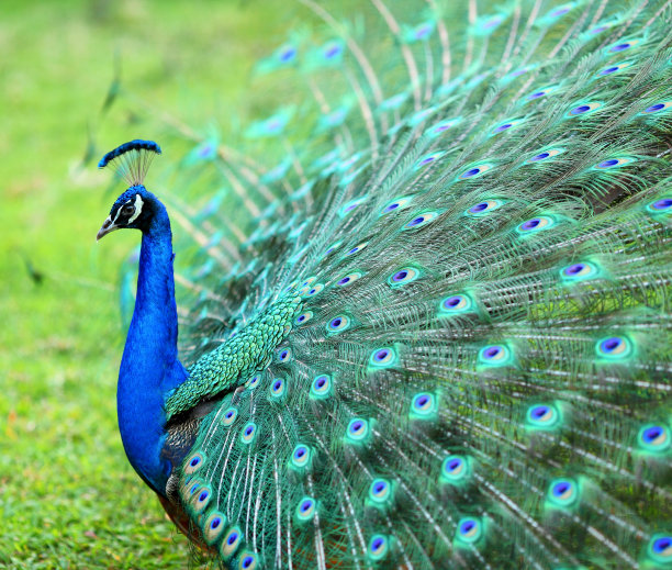 peacock