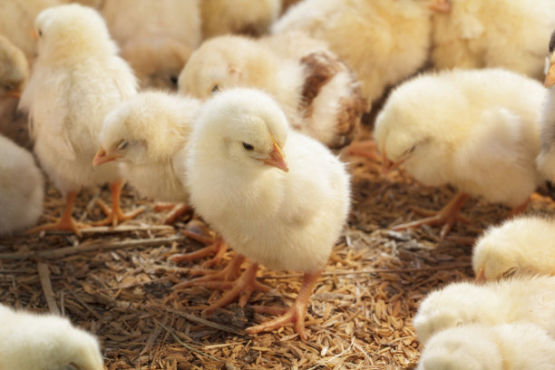 chick
