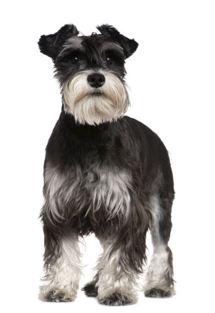 schnauzer