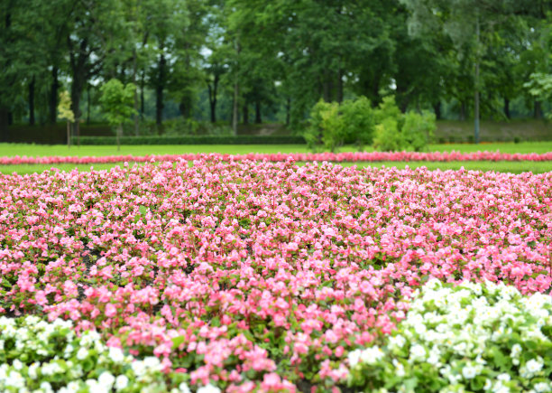 春天公园里的海棠花与草地草坪