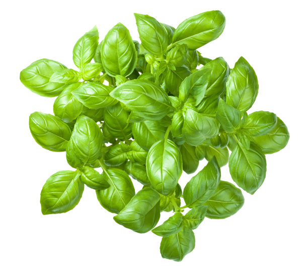 basil