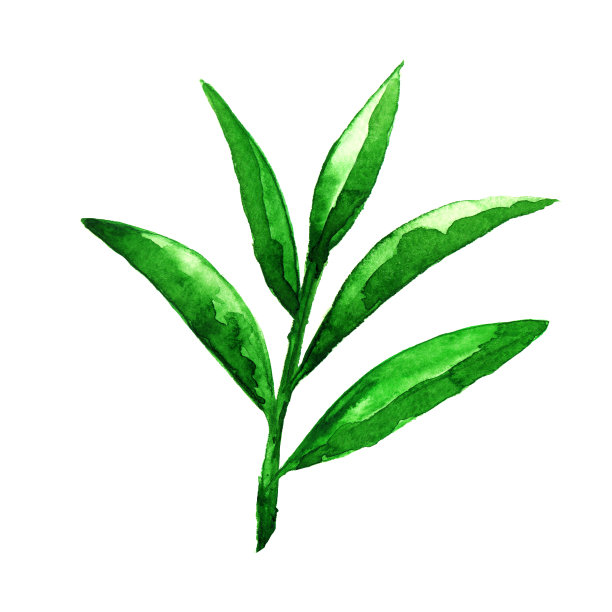 生态山茶油
