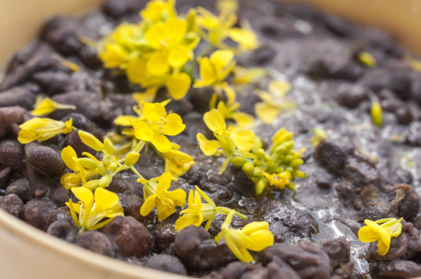 黑豆花