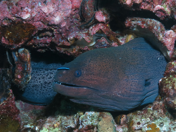 moray
