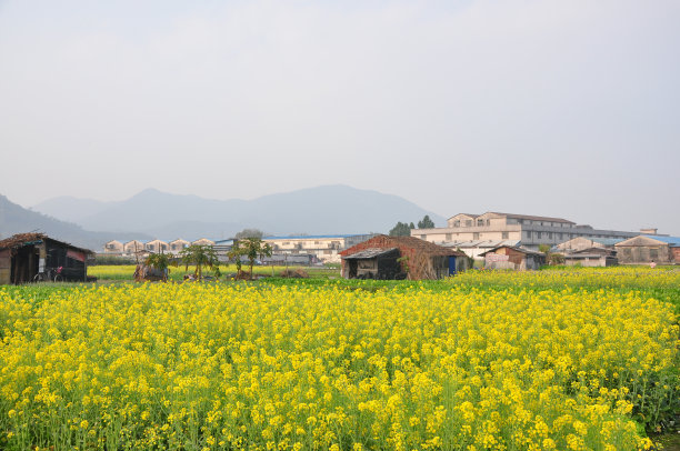 云南油菜田