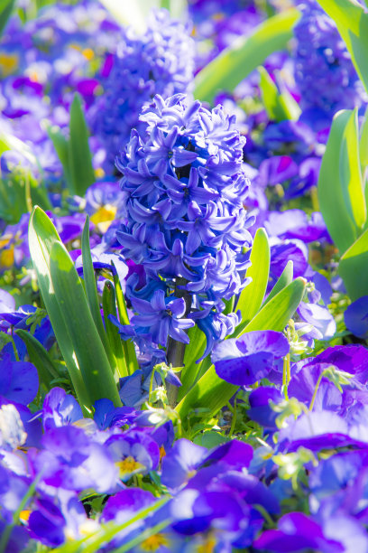 hyacinth
