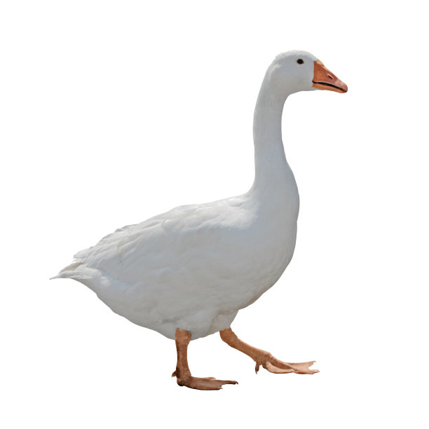 goose