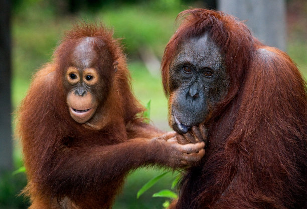 pongo