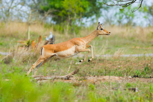 antelope