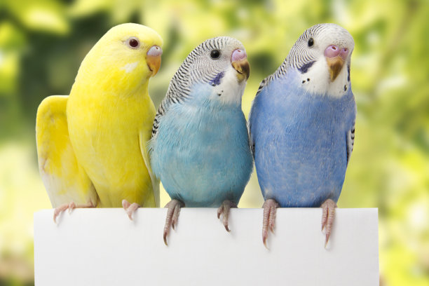 parrots