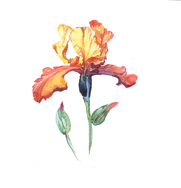 垂直画幅,画画,贺卡
