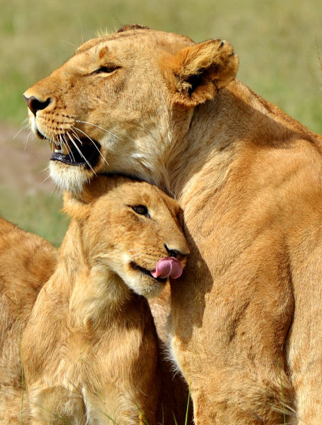 serengeti