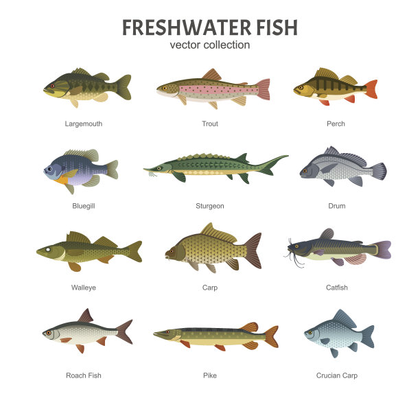 catfish