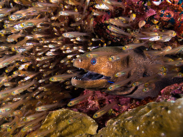 moray