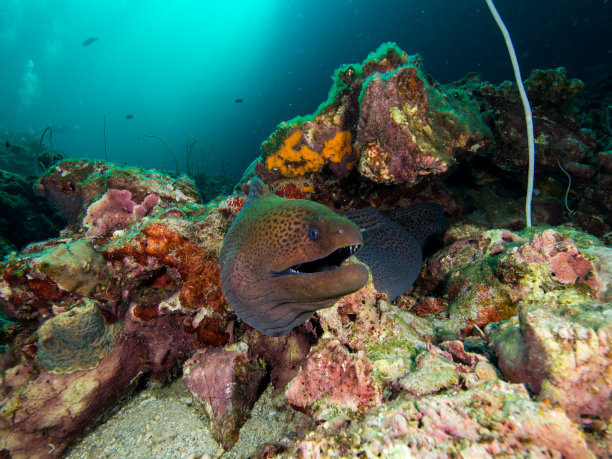 moray