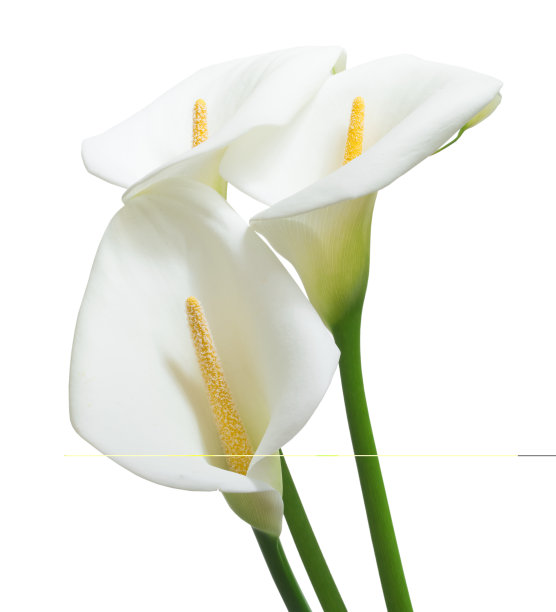 calla