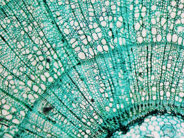cells