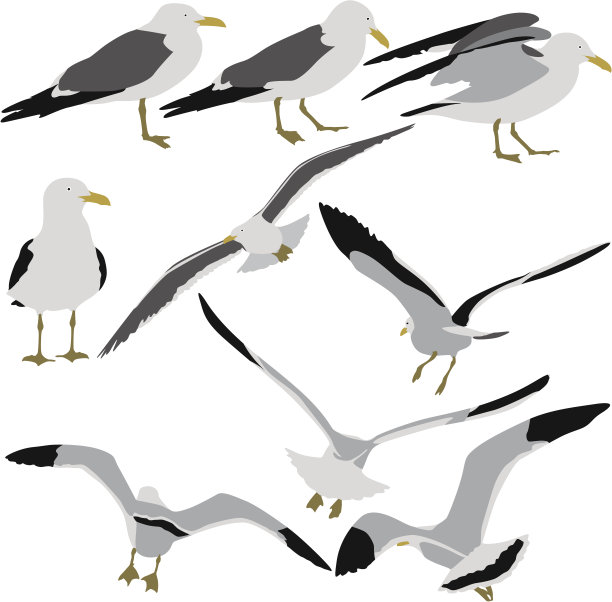 seagull