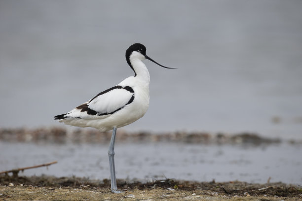 avocet