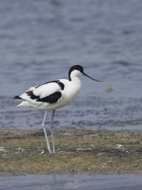 avocet