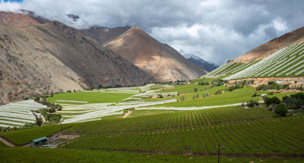 vineyard