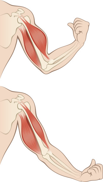 arms