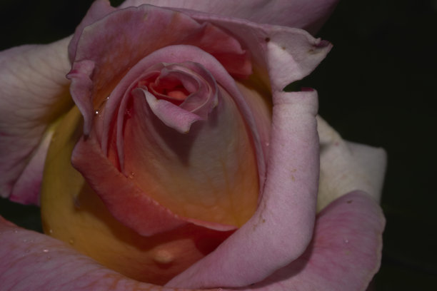 玫瑰花瓣上的水珠露珠