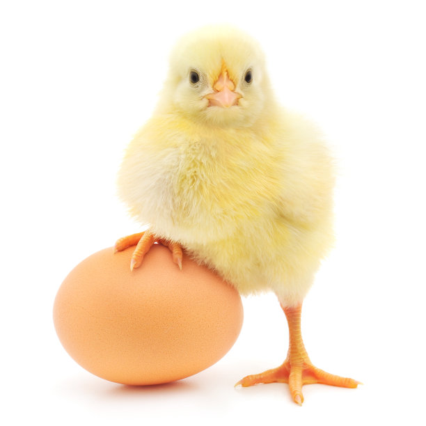chick