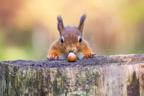 wildlife