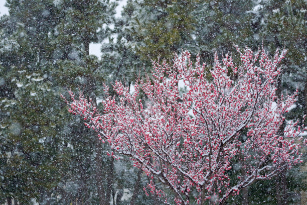 梅花落