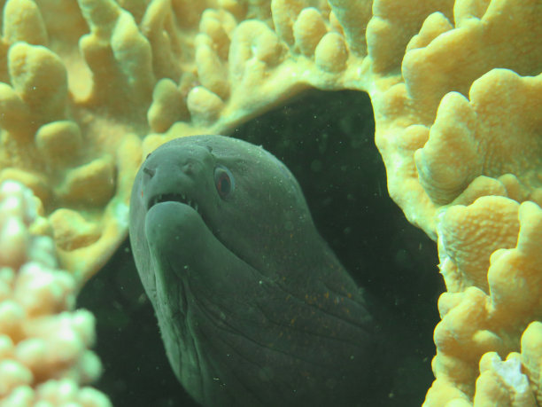 moray