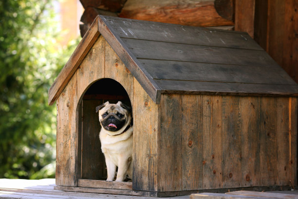pug