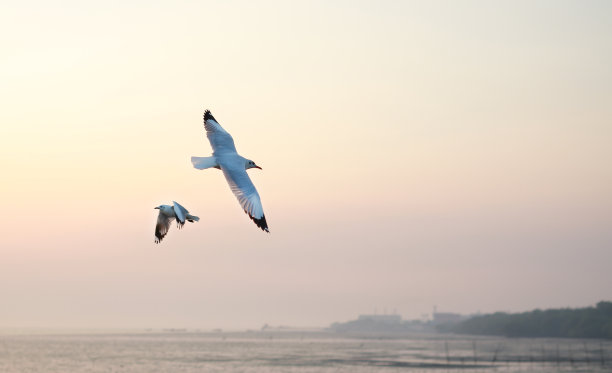 seagull