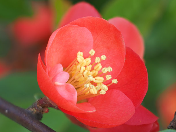 chaenomeles