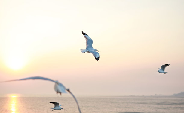 seagull