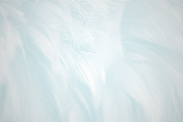 feather